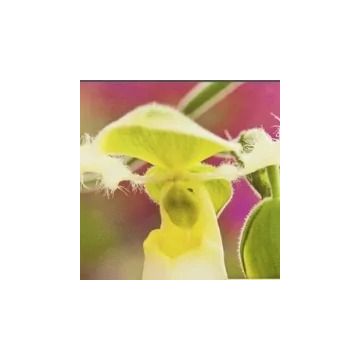 Canvas premium - 0.76x25m.