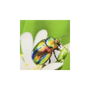 Canvas universal brillo - 1.37x30m.